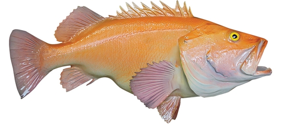 Snapper, Yelloweye - Fish Mounts